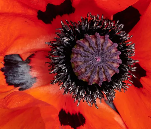 This close-up still life photograph features the detailed central structure and vibrant orange-red petals of a poppy flower, captured in Tapton Park during the afternoon in late spring. The intricate purple and black details of the poppy's stamens and pistil are in sharp focus, emphasizing the texture and natural beauty of the blossom. The image highlights the rich colors and contrasts typical of poppies as seen in the gardens of Tapton Park when the flowers are in full bloom during this season.